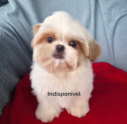 shihtzu_edited.jpg