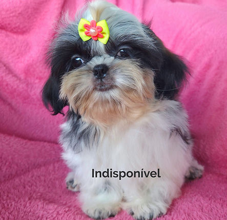 shihtzu_edited.jpg