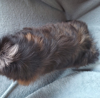 shihtzu
