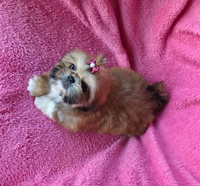 shihtzu