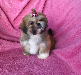 shihtzu