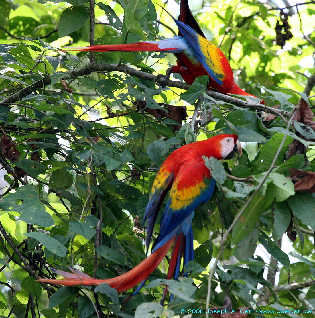 Carara National Park│Manuel Antonio Quepos Costa Rica Carara National Park│Manuel Antonio Quepos Costa Rica
