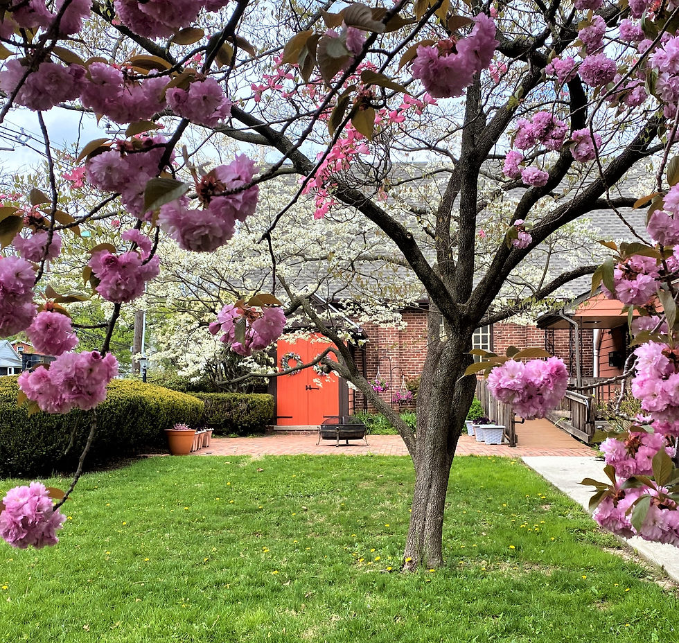 slc.cherry tree square.jpg