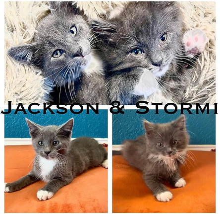 Jacksonstormi.jpg