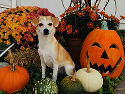 Pumpkin-dog.jpeg