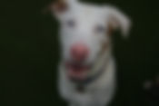 Dobby.jpeg