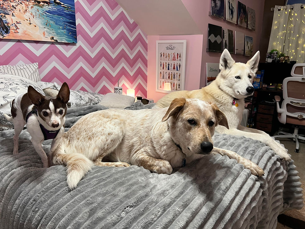 Pickle, Jake, and Honey
