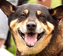 Dog and Cat Rescue The Crossings Animal Society