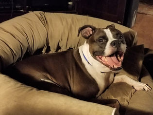 The Rainbow Bridge Memorial: A New Way To Remember Your Pet