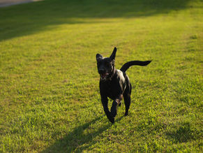 Lola running in field