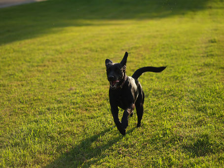 Lola running in field