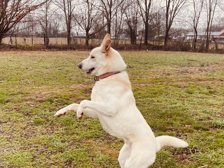 Bowie mid Jump