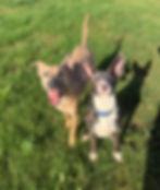 Dakota and her doggy day care buddy.
