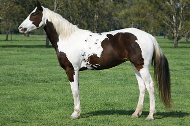 Lil Arizona2_edited.jpg