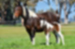 MAREFOAL.jpg