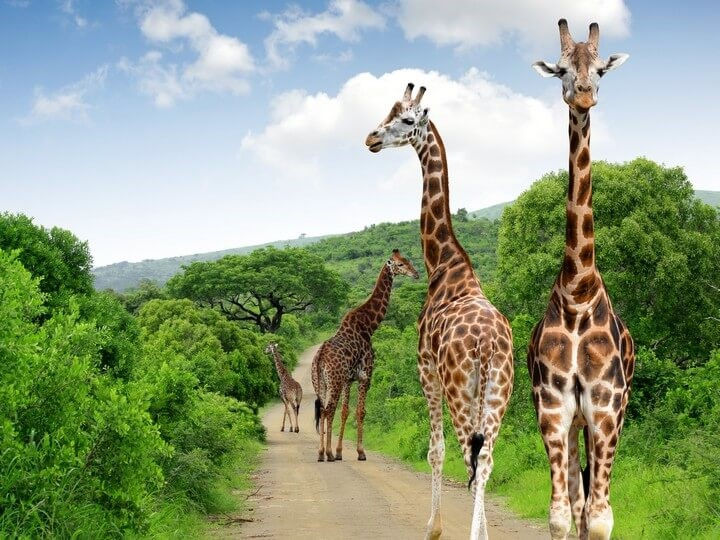 Giraffes in the Kruger National Park
