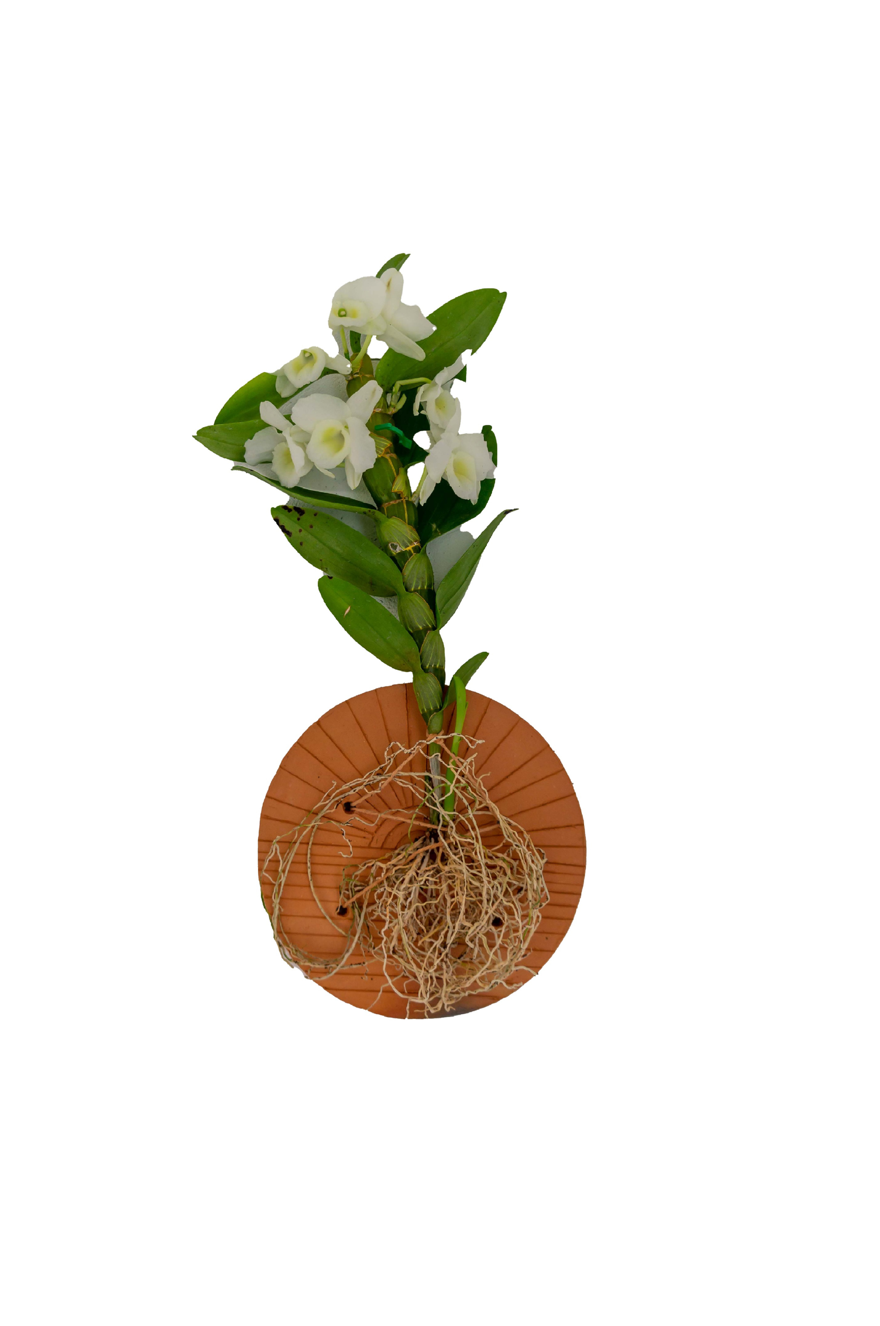 Mandala / Prato enraizador para orquídeas