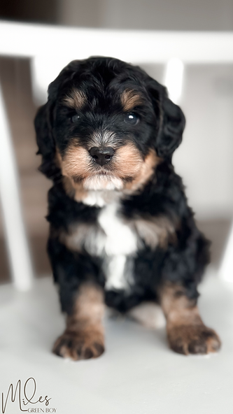 Copy of Ruby - 6.png