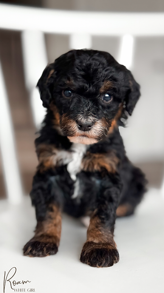 Copy of Ruby - 10.png