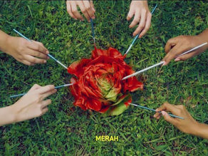 Arus Binti - Kobis Merah