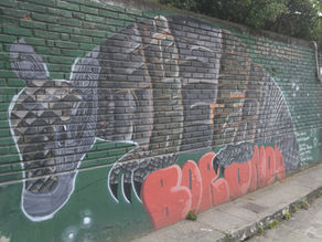 Armadillo borondo