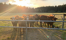 smith-lake-farm-cattle_edited.png