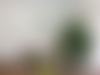 Sr Patricks Day Occasion Tree