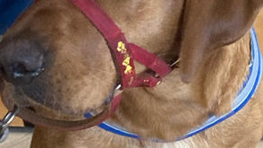 The lovely therapy dog "Red" for our fortnightly visit