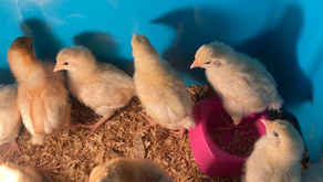 Easter Chicks