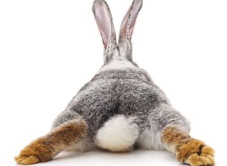What do you call a rabbit with fleas?