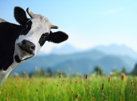 What do you call a cow that just gave birth?