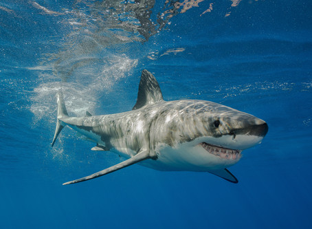 How much does it cost to swim with the sharks?