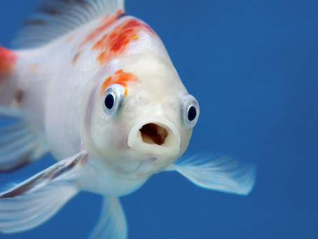 Why did the fish blush?