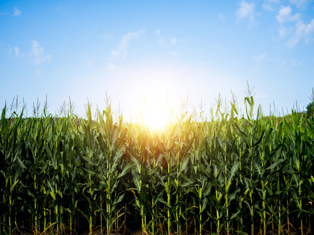 Why shouldn’t you tell secrets in a cornfield?