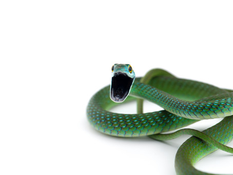 What’s a snake’s strongest subject in school?