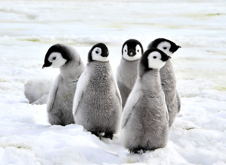 What’s black and white and goes around and around?