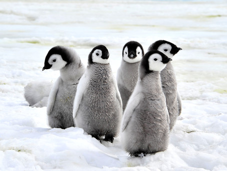 What’s black and white and goes around and around?