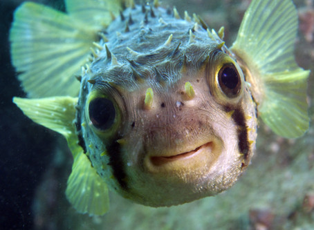 What’s the difference between a guitar and a fish?