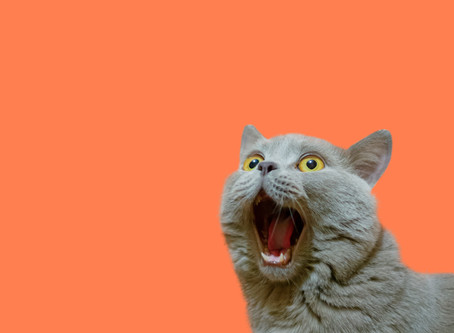 What animal has more lives than a cat?