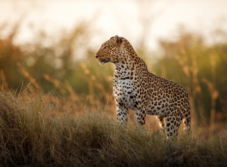 Why couldn't the leopard play hide and seek?