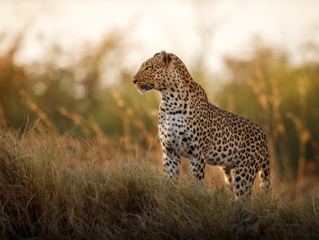 Why couldn't the leopard play hide and seek?