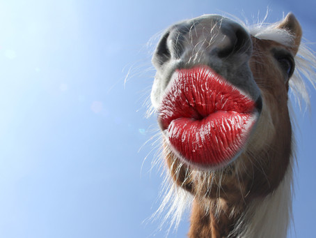 Why was the horse so happy?