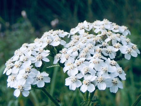 🌿Yarrow Root🌿