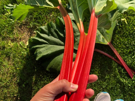 Rhubarb Health Perks