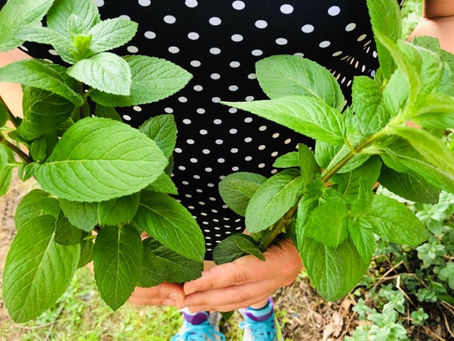 Peppermint Harvest