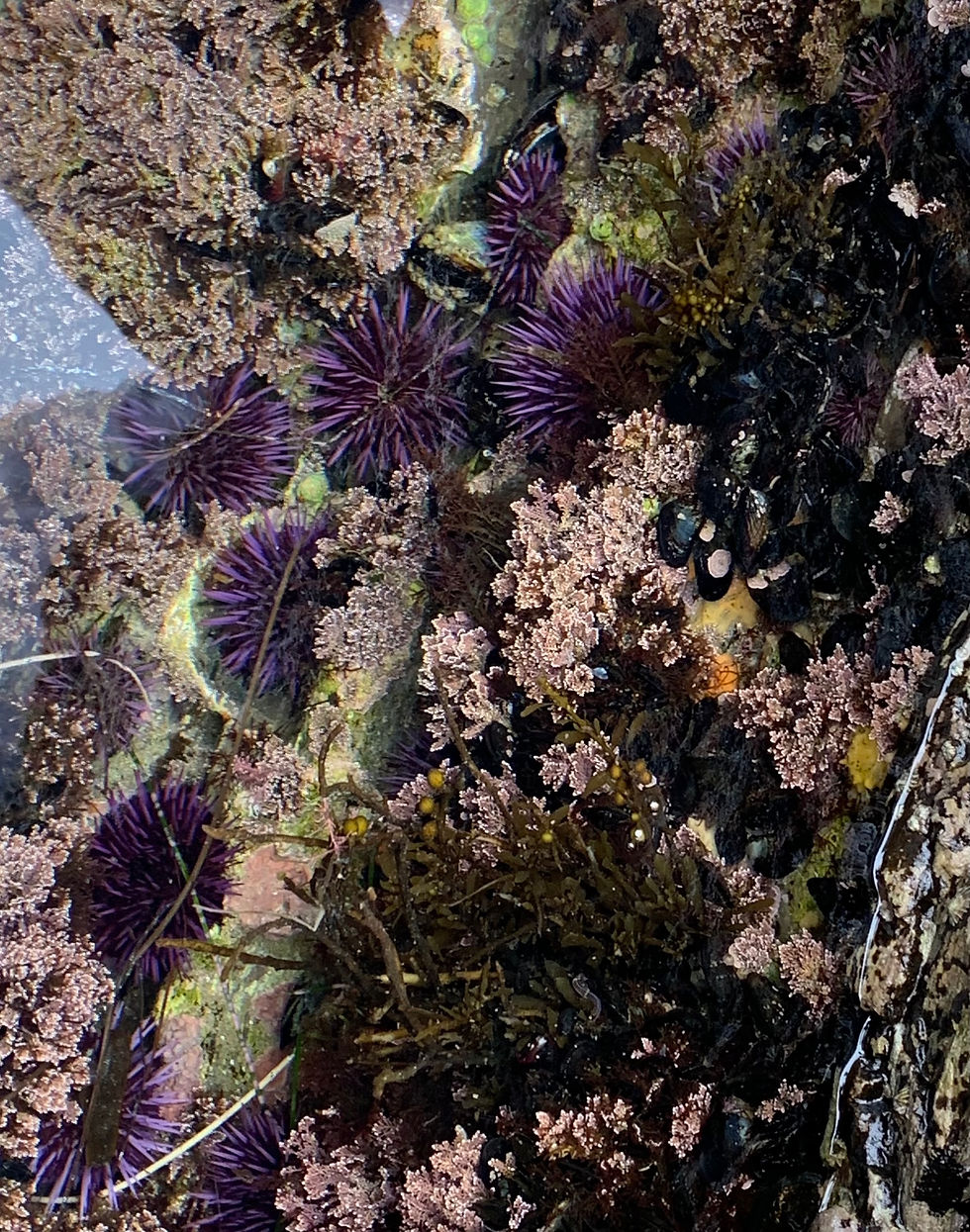 Tide Pool Adventure