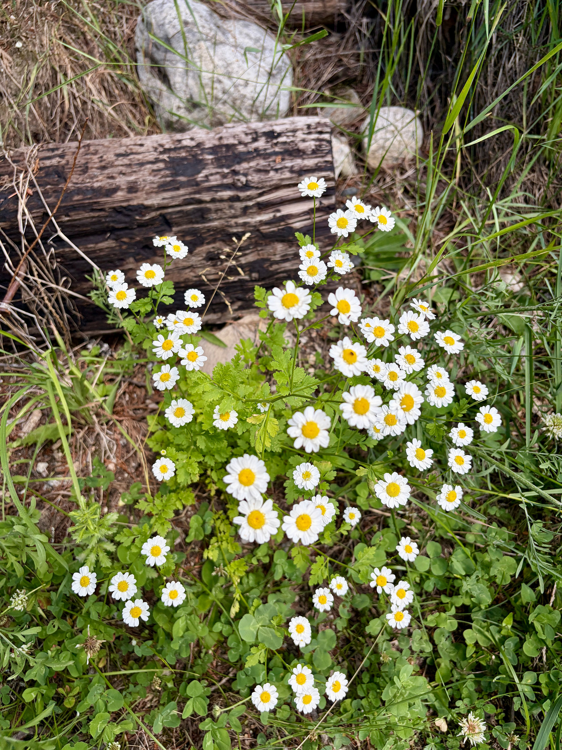 Gallery of wild daisies growing naturally in mountain grass, along a quiet roadside and beside an old log during a solo birthday trip in the Canadian Rockies.