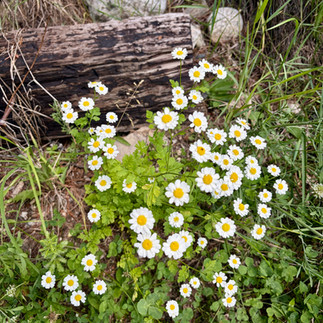 Gallery of wild daisies growing naturally in mountain grass, along a quiet roadside and beside an old log during a solo birthday trip in the Canadian Rockies.