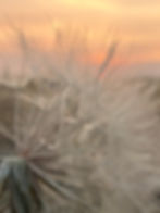 Close-up of a delicate dandelion puff against a soft prairie sunset. The fragile white seeds glow in the warm light, symbolizing wishes, longing, and fleeting beauty.