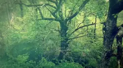 FORET